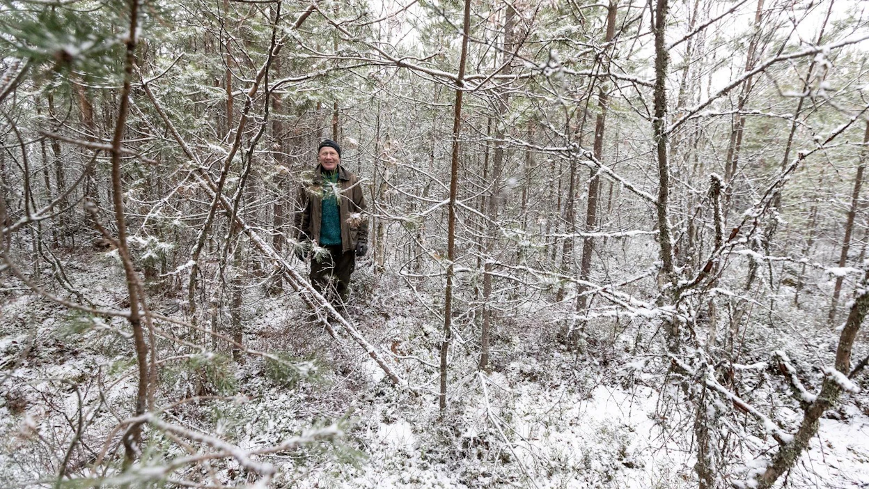 Hoitamattomassa 16-vuotiaassa taimikossa männyt jäävät alakynteen ja kantovesoista ryppäinä kasvaneet hieskoivut valtaavat alan. Harvennuksia ovat tehneet vain hirvet, Matti Äijö havainnoi.