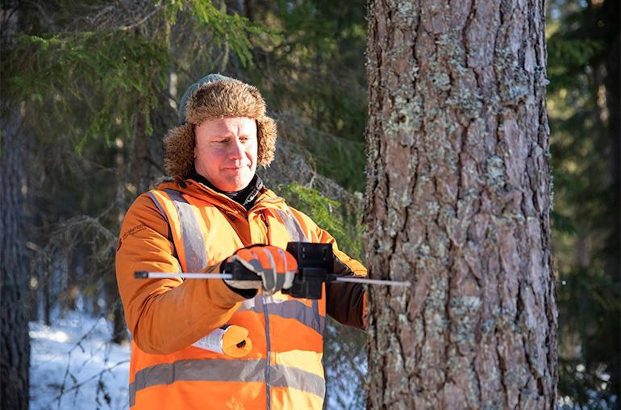 Hirsirakentamiseen käytettävien runkojen mitta- ja laatuvaatimukset ovat tarkat. Tällä kertaa haetaan runkoja, joiden rinnankorkeusläpimitta on 35–38 senttiä.