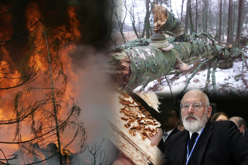 Euroopan komission varapuheenjohtaja Frans Timmermans, parlamentti ja jäsenmaat pohtivat, miten unionista saadaan ilmastoneutraali 2050 mennessä. Metsät ovat olennainen osa päätöksentekoa.