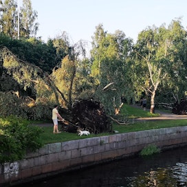 Suuri osa myrskyn aiheuttamista pelastuslaitoksen tehtävistä johtui kaatuneista puista.