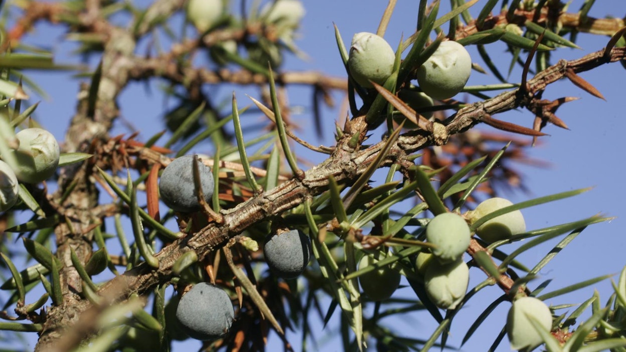 Gin valmistetaan viljasta ja katajanmarjoista.