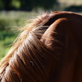 Lääkittyjä ja väärennetyin paperein liikkuvia hevosia on teurastettu poliisin tutkimusten mukaan elintarvikekäyttöön Espanjassa ja Portugalissa.