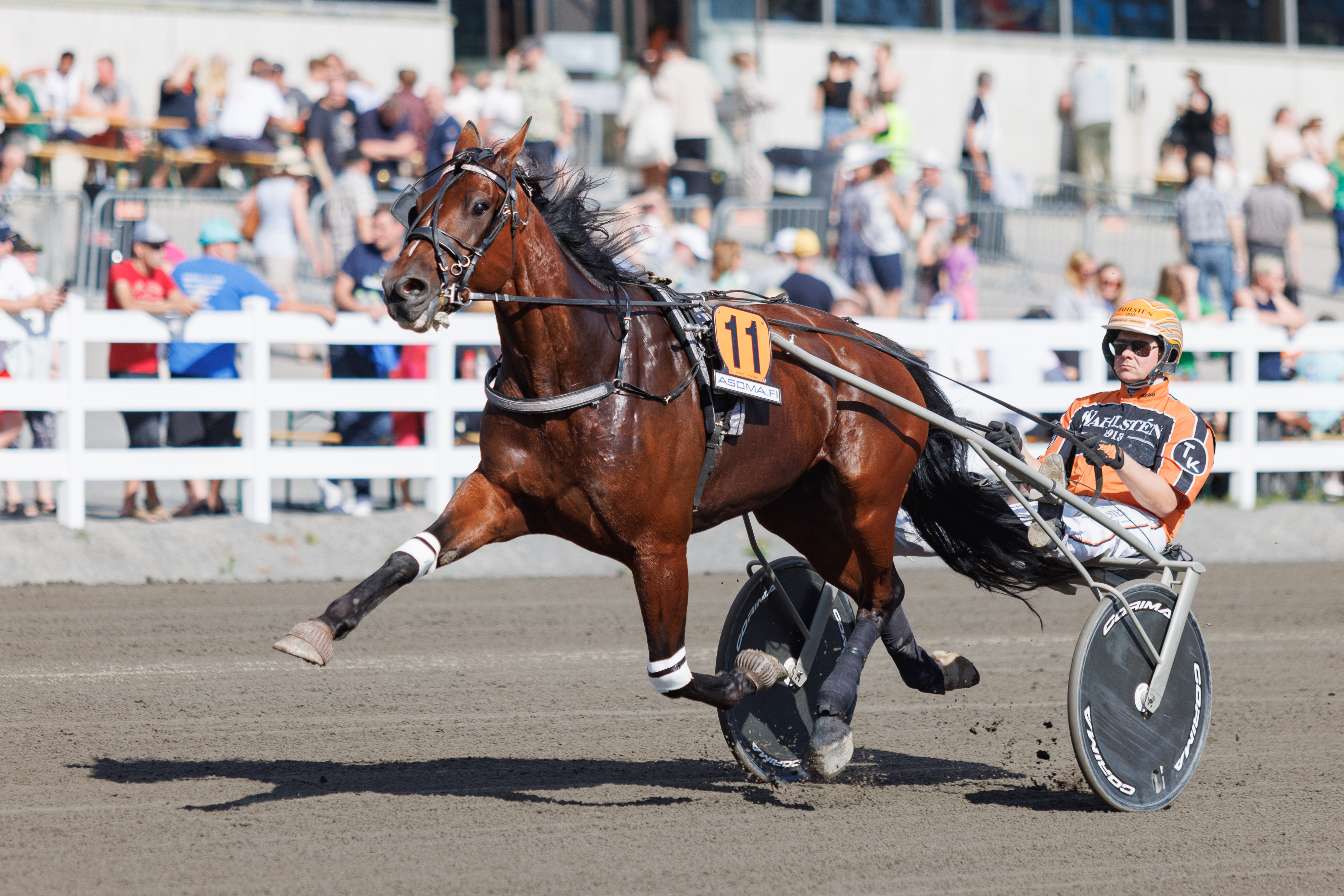 Tommi Kylliäisen ohjastama Marlon Boko on vihjerivin varma.