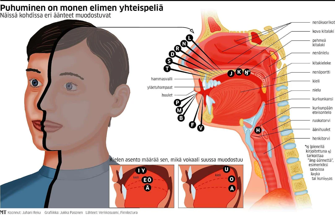 Ihmisellä on yläkropassaan melkoinen määrä erilaisia elimiä, joita tarvitaan puheen tuottamiseen. Ääni ei synny vain suussa, vaan sen lähtöpisteenä ovat keuhkot.