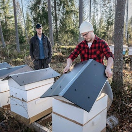 Yrittäjät Jussi Peltoniemi (vas.) ja Eero Lähdesmäki  tarkistivat mehiläispesien kuntoa Isonkyrön Jaurinnevalla.
