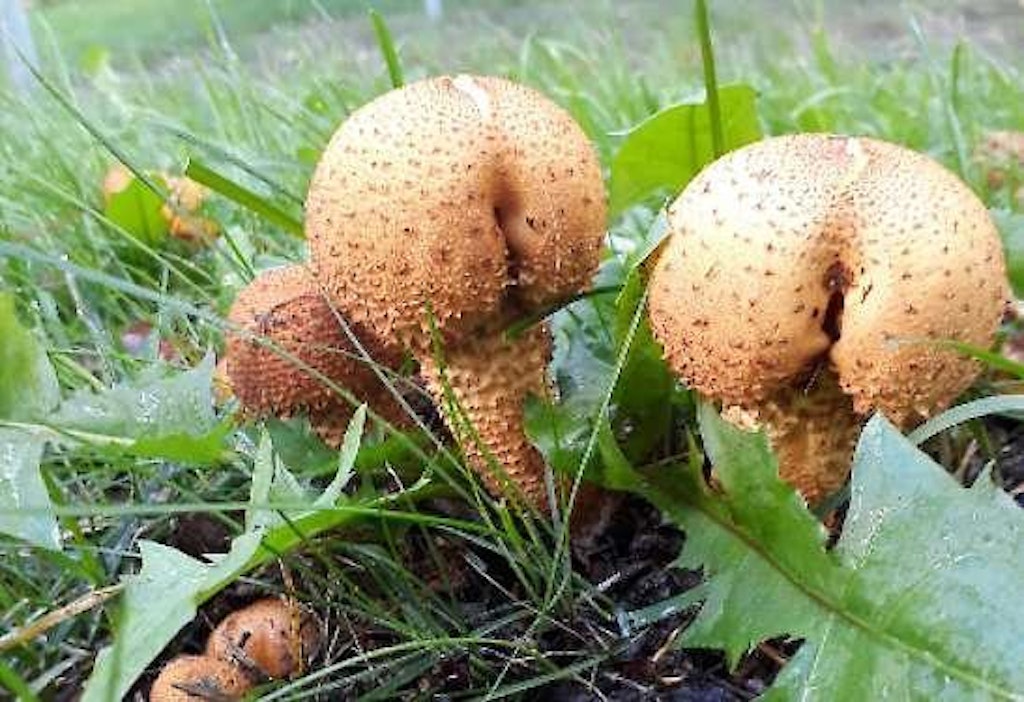 Nämä pörhösuomuhelokat löytyivät kerrostaloalueelta.