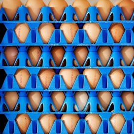 Miljoonia munia on vedetty myynnistä Belgiassa, Hollannissa ja Saksassa myrkkyjupakan vuoksi. LEHTIKUVA/AFP