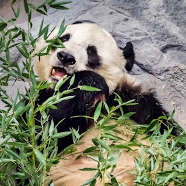 Ähtärin eläinpuiston pandoja uhkaa palautus Kiinaan mahdollisesti jo vuodenvaihteen jälkeen, mikäli puiston taloudellinen tilanne ei parane, uutisoi perjantaina MTV:n uutiset. Ähtärissä on kaksi pandaa, joista kuvassa on Pyry-uros.