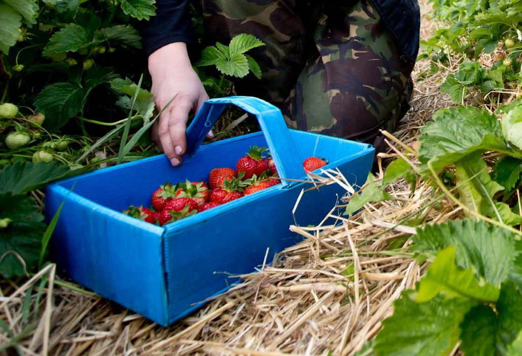 Ulkomaalaisten kausityöntekijöiden työmotivaatio on korkealla, kun Suomesta saatava palkka riittää hyvin perheen elättämiseen ja jopa elintason merkittävään nostamiseen pitkäksi aikaa, Hedelmän- ja Marjanviljelijäin liitto korostaa.