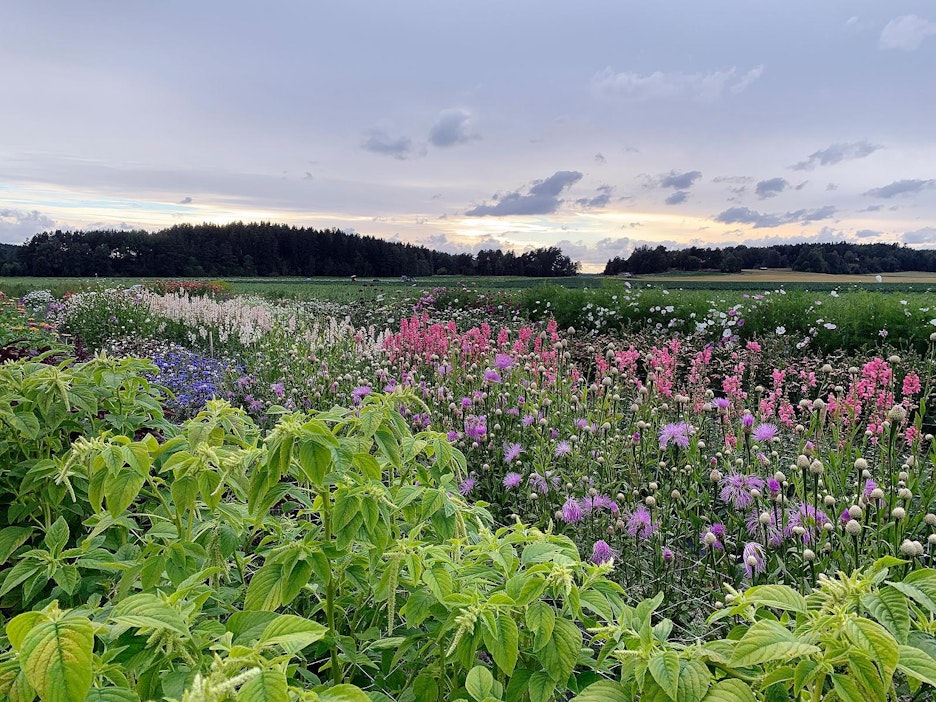 Anna-Maija Niittynen kasvattaa hitaita kukkia avomaalla Salon Perniössä.