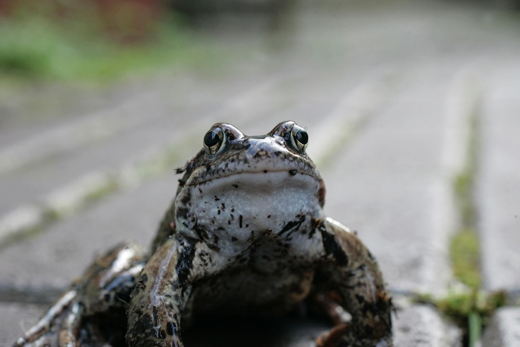 Sammakko on puutarhurin työteliäs apulainen.