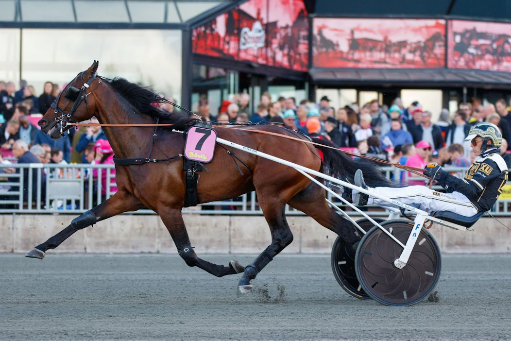 Suomessa joulukusta asti vaikuttanut M.S. Triple J. on muuttanut Lahteen Iikka Nurmosen ja Jenni Tuokon talliin. Kuvassa M.S. Triple J. on valmistautumassa keväällä 2019 Elitloppet-viikonlopun Klass I -finaaliin. Oriin rattailla on Svein Ove Wassberg.