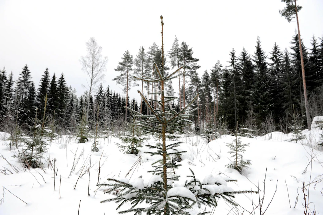 Kuusen luontaista uudistumista helpottaa taimettumisherkkä maaperä sekä ennen hakkuuta metsään syntyneet taimet.