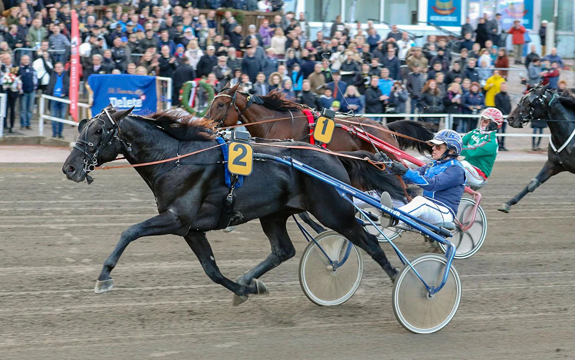 Lewis Ale oli 2015 syntyneen ikäluokan Kriteriumin sankari. Kuka vie Derbyn, kysytään gallupissa tällä alkuviikolla?