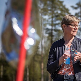 Krista Mikkonen kävi toukokuussa Kiteellä katsomassa valkoposkihanhien tekemiä tuhoja pelloilla.