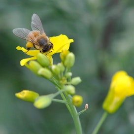 EU kielsi Naled-hyönteismyrkyn käytön vuonna 2012. Arkistokuva.