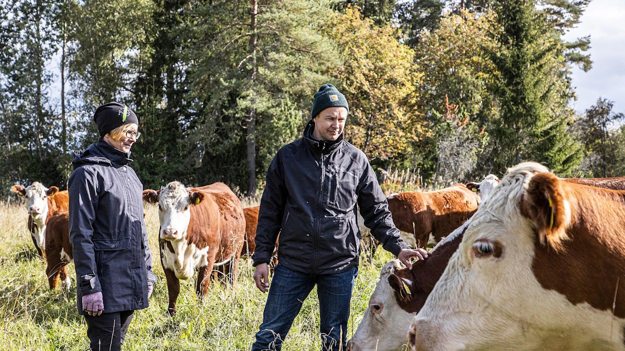 Innilän tilan isäntä Kai Pastell haki mukaan Pirkanmaan luonnonlaidunhankkeeseen, koska monimuotoisuus kiinnostaa. Herefordien hoitamat perinnebiotoopit osoittautuivat hyönteisparatiiseiksi. Hanketta vetää Riikka Söyrinki.