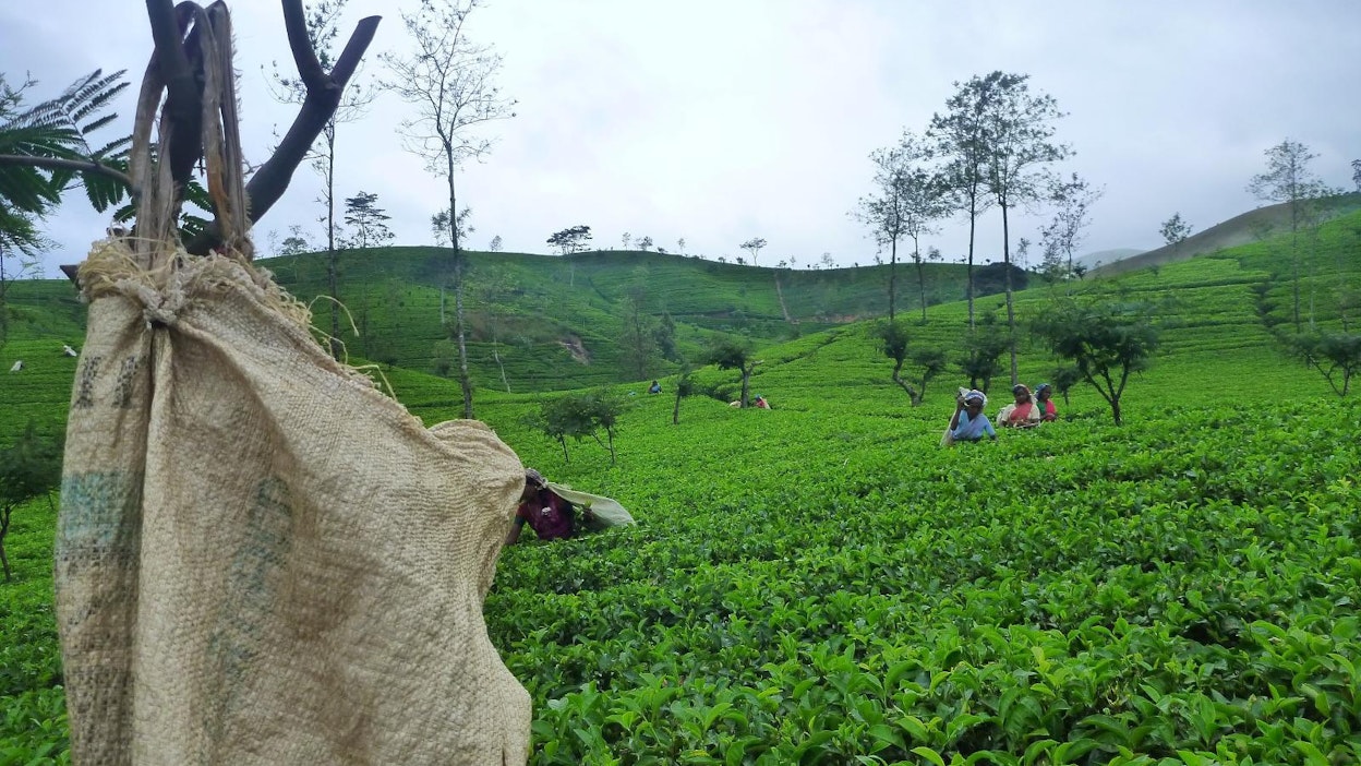 Tee on Sri Lankan tärkein yksittäinen vientituote.