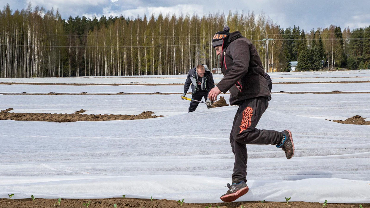 Guntis Praskevics harsotti kukkakaalia Aspilan tilalla Pälkäneellä maanantaina.