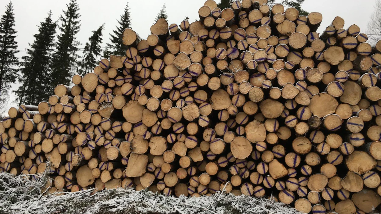 MTK:n mukaan metsänomistajien kannattaa kiinnittää huomiota tukin katkontaan ja kilpailuttaa myös kuitupuukaupat.
