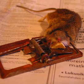Yksityiset ihmiset saavat torjua hiiriä sisätiloissa ja rottia rakennuksissa ja niiden välittömässä läheisyydessä. Myrkkysyötit tulee aina olla lukituissa syöttilaatikoissa. Tämän hiiren päivät päättyivät perinteiseen loukkuun.