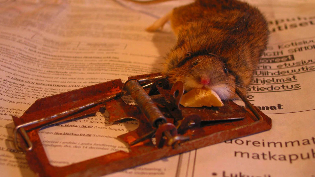 Yksityiset ihmiset saavat torjua hiiriä sisätiloissa ja rottia rakennuksissa ja niiden välittömässä läheisyydessä. Myrkkysyötit tulee aina olla lukituissa syöttilaatikoissa. Tämän hiiren päivät päättyivät perinteiseen loukkuun.