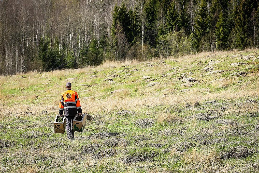 Metsätöissä saa olla omassa rauhassa luonnon keskellä.