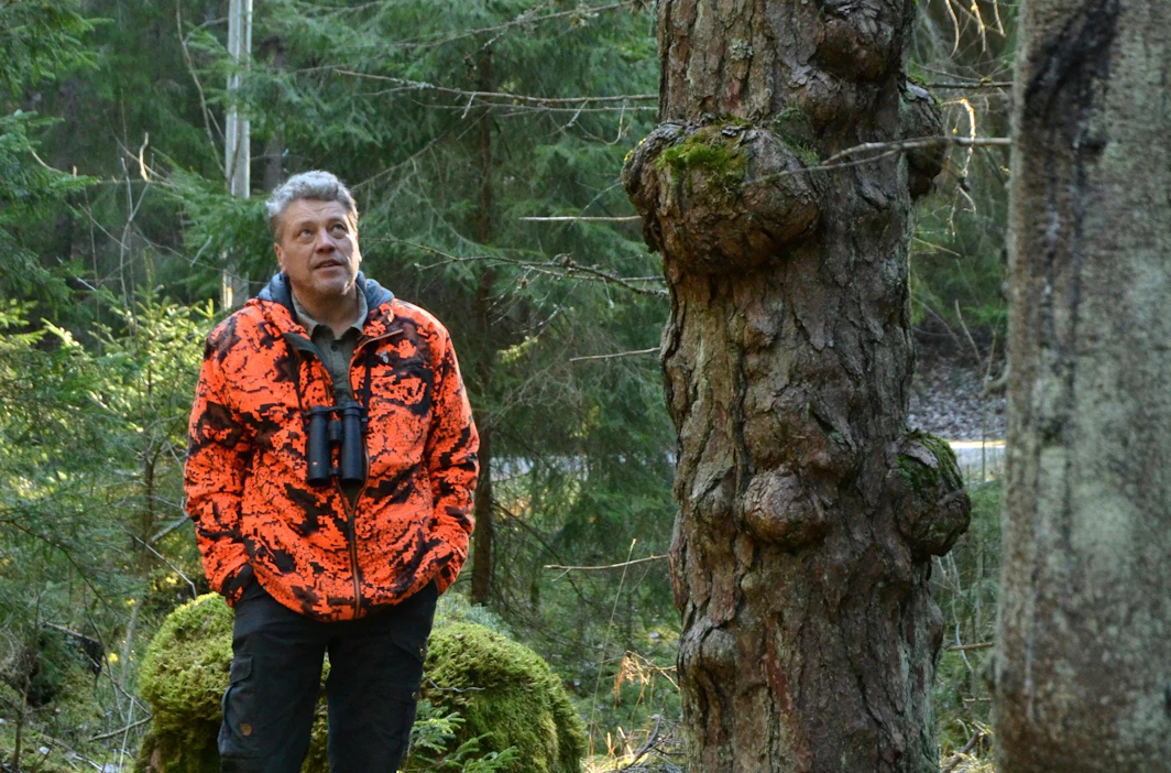 Turun yliopistossa työskentelevä Ari Karhilahti on kohdannut monia metsien kummajaisia. Mukuramännyn rungossa mukuroita voi olla harvassa tai vieri vieressä.
