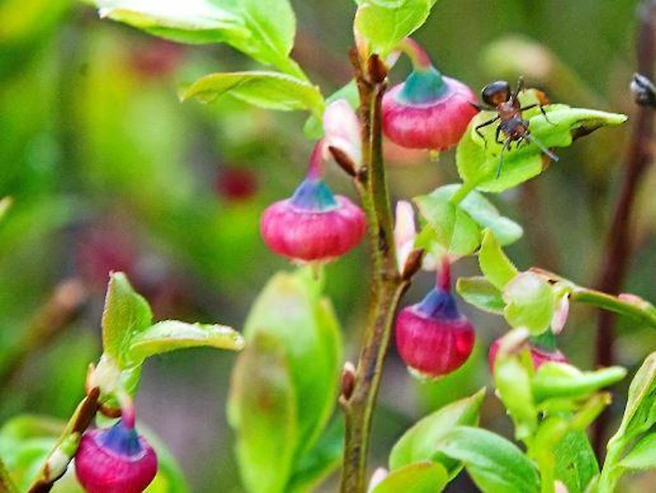 Halla vaarantaa mustikkasadon. Mustikka on kukkinut tänä vuonna epätavallisen varhain.