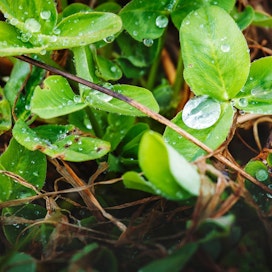 Apilapohjaisen nurmen kasvattaminen märehtijöiden ravinnoksi on ilmaston kannalta kestävää, osoittavat tuoreet tutkimustulokset.
