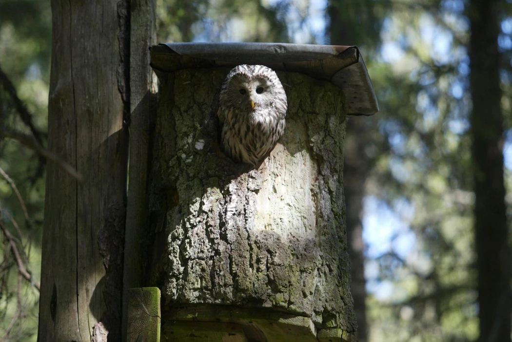 Metsänhoitoyhdistykset kannustavat kaikkia Suomen metsänomistajia ottamaan osaa pöllöjen pönttötalkoisiin. Kuvan pöntöstä kurkistelee viirupöllönaaras.