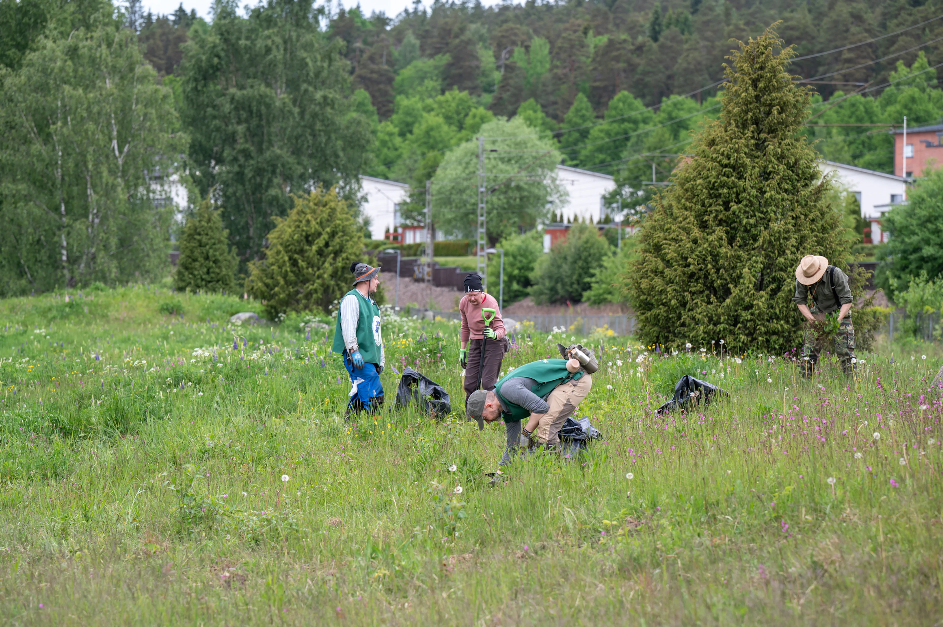 Hämeenlinnassa uusniityltä on torjuttu lupiinia jo monta vuotta.
