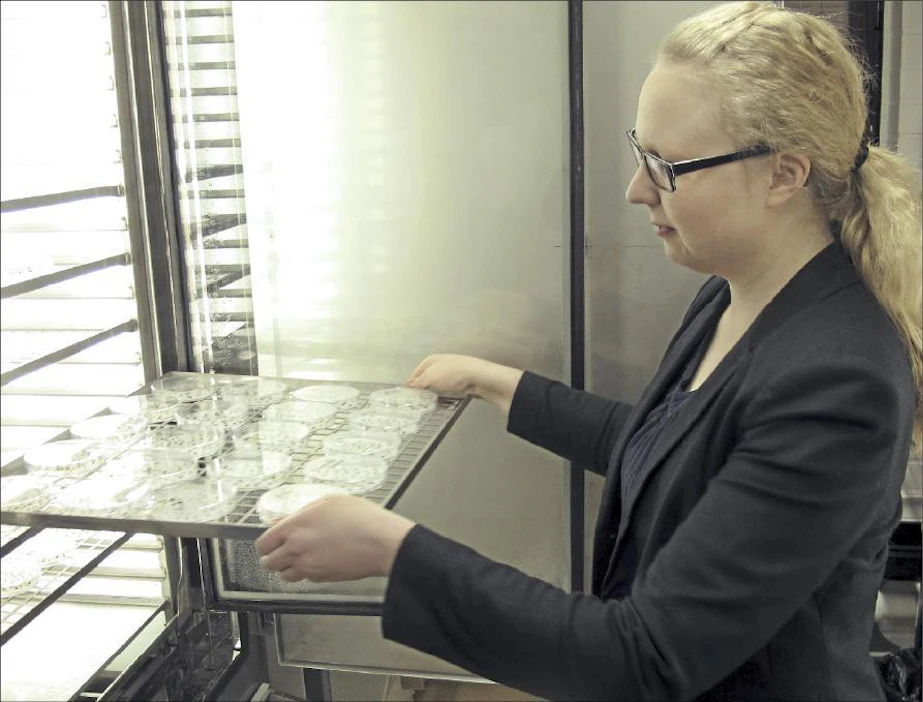 Tutkija Katri Himanen katsoo idätyskaapissa kasvatettuja viiden vuorokauden ikäisiä puun ituja Metlan Suonenjoen siemenlaboratorioassa. Hän tekee väitöskirjaa kuusen siementen laadun parantamisesta. Tavoitteena on, että kasvatukseen päätyvät vain parhaat yksilöt ja että esimerkiksi pakkasen vaurioittamat siemenet seulotaan pois ennen kylvöä (pikkukuva). Liisa Yli-Ketola