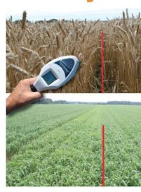 Kun suunnitellaan vehnäkokeemme kaltaista viljojen lisälannoitusta, kannattaa tilanne arvioida esimerkiksi NDVi-käsimittarilla. Greenseeker ja Spectrometer CM1000 ilmottavat suoraan NDVI-arvon. SPAD-mittari kertoo suhteellisen lehtivihreän arvon. Viivan oikealla puolella lannoitettu ja vasemmalla puolella lannoittamaton kontrolli.