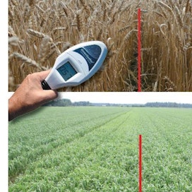 Kun suunnitellaan vehnäkokeemme kaltaista viljojen lisälannoitusta, kannattaa tilanne arvioida esimerkiksi NDVi-käsimittarilla. Greenseeker ja Spectrometer CM1000 ilmottavat suoraan NDVI-arvon. SPAD-mittari kertoo suhteellisen lehtivihreän arvon. Viivan oikealla puolella lannoitettu ja vasemmalla puolella lannoittamaton kontrolli.