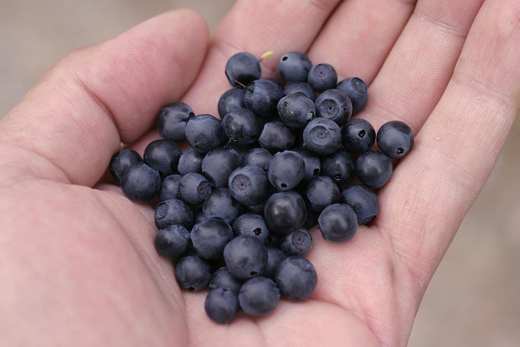 Mustikkaa poimittiin yli miljoona kiloa enemmän kuin viime vuonna.