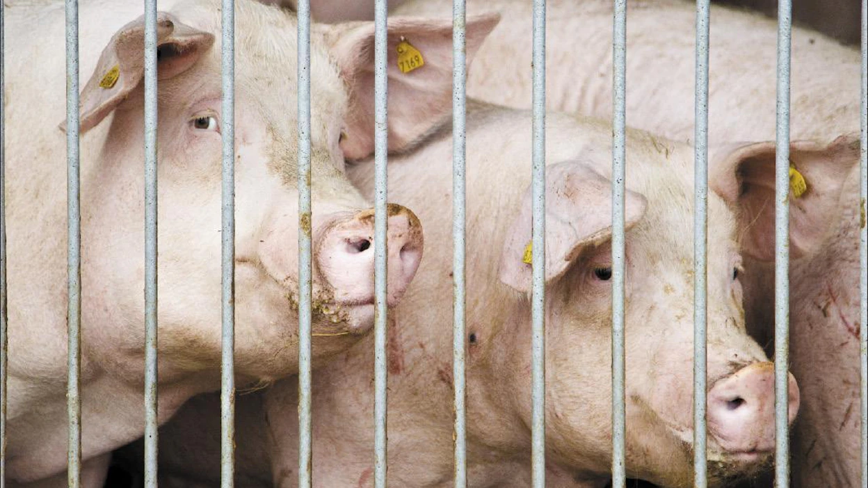 Sikatiloilla on eniten niitä, jotka pelkäävät kannattavuuden heikkenevän entisestään. Markku Vuorikari