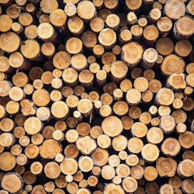 Eri puutavaralajien kysyntä ja hintataso vaihtelevat jopa paikkakunnittain.
