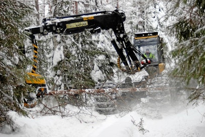 Puihin kertynyt lumi on hankaloittanut poistettavien ja jätettävien puiden valintaa.