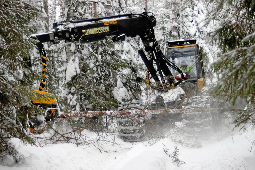 Puihin kertynyt lumi on hankaloittanut poistettavien ja jätettävien puiden valintaa.