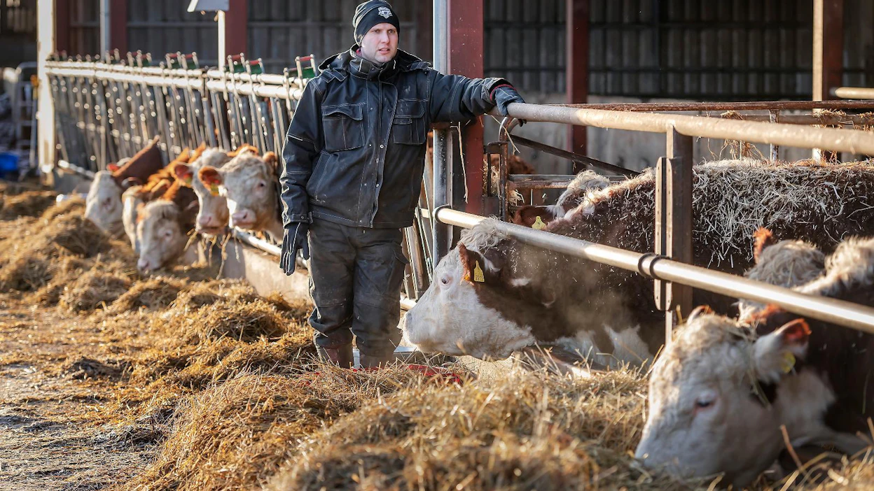 "Nyt nämä ovat jo ennallaan", Antti Toija sanoo rauhallisesta lihakarjastaan. Toisin oli viime syksynä, kun susi tai sudet olivat vierailleet laitumella. "Karjan arvaamaton käytös jatkui pitkään."