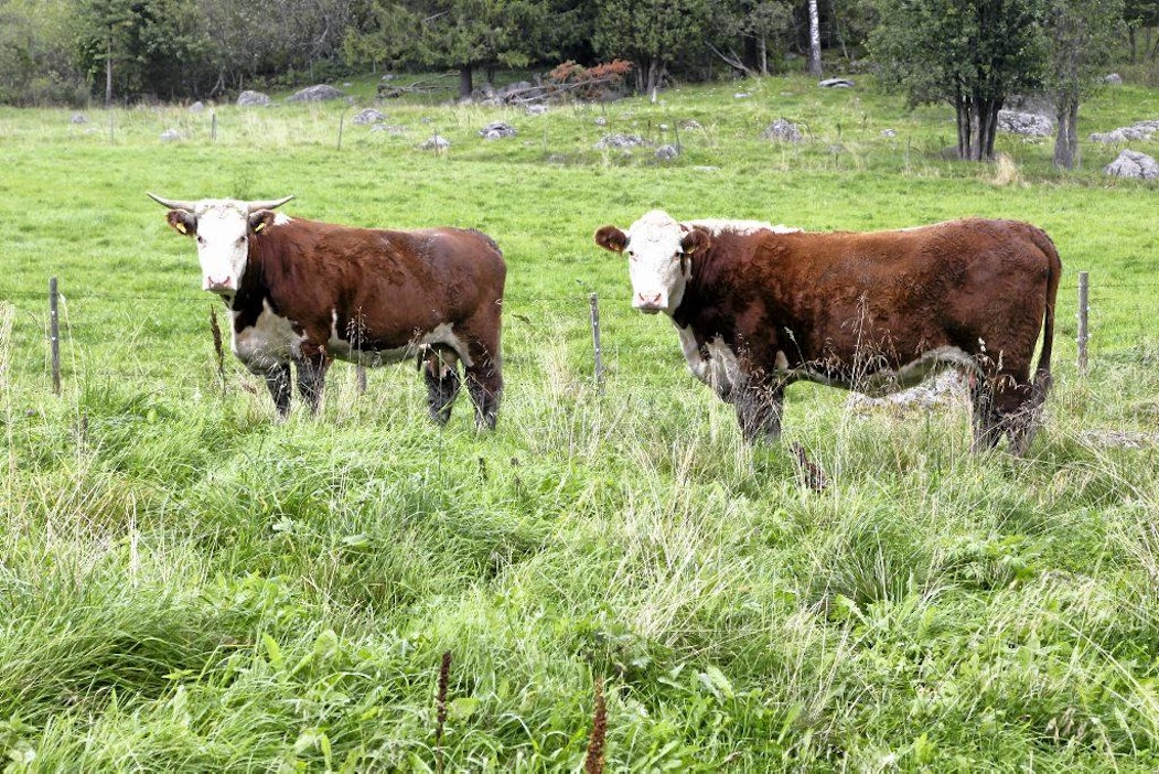 Teristen kartano, Hereford, rotu, emolehmä, laidun.