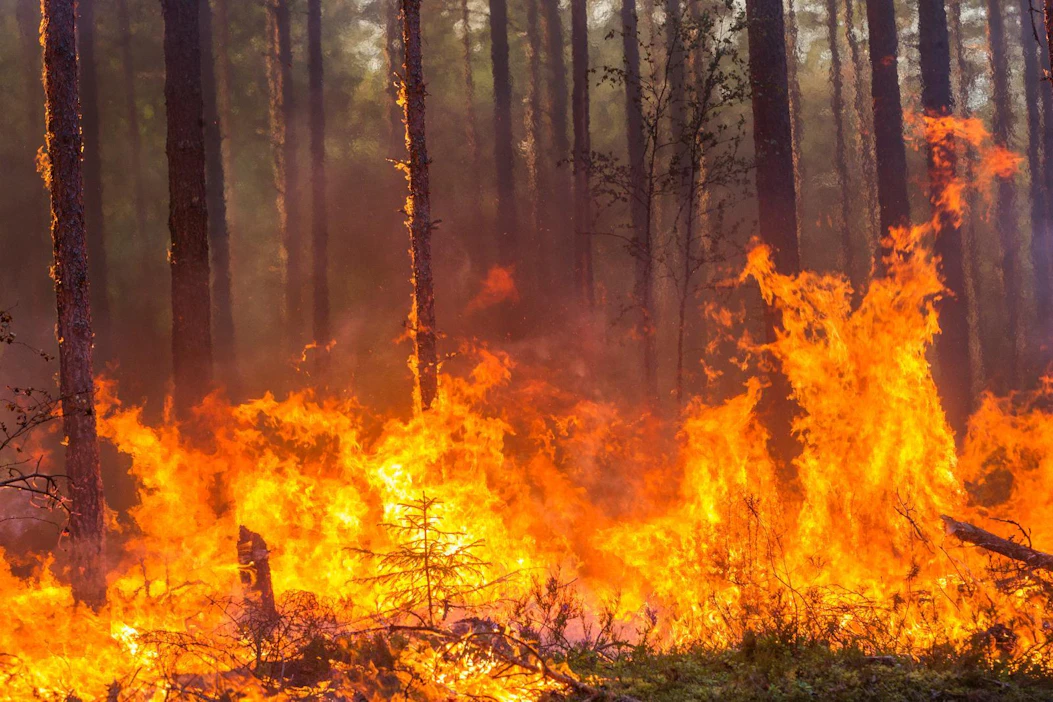 Metsäpalojen yleisimmät syttymissyyt kesän aikana olivat salama ja nuotio tai grilli.