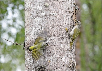 Pesästä lähtö Tikkanaaras on juuri saanut houkuteltua tyttötikan pyrähtämään pois pesästä. Poikatikka harkitsee vielä pesästä lähtöä. Tästä tikanpesästä lähti maailmalle peräti kuusi pirteää poikasta. Kari Kytö