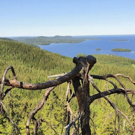 Kansallispuistojen käyntimäärät kasvoivat tammi-heinäkuussa viidenneksellä, kertoo Metsähallitus. Kuva Kolin kansallispuistosta. LEHTIKUVA / Markku Ulander