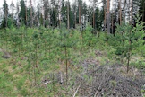 Rehevästä maapohjasta huolimatta puulaji piti vaihtaa kuusesta männyksi, kun juurikääpä hivuttautui päätehakkuuikäisiin kuusiin. Äestyksen jälkeen istutus myöhästyi vuodella. 2-3 kolme kesää taimet nenestyivät hyvin. Sitten heinä, vatukko, horsmat ja lehtipuuvesat saivat yliotteen. Pelastustöihin jalkamiehenä meni useita päiviä hehtaaria kohti. Kaadettu roina tukahdutti osaltaan uusien syntyä. Vielä pari vuotta jännätään mahdollisia hirvituhoja. Tuskainen synnytys, sanoisin, mutta sisukkuuden voitto.