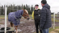 Vieskerin Virvalla on ollut paljon vastoinkäymisiä kaksi vuotta sitten saavutetun ravikuningatar-tittelin jälkeen. Sanna Päivike avaa tilannetta ohjelmassa.