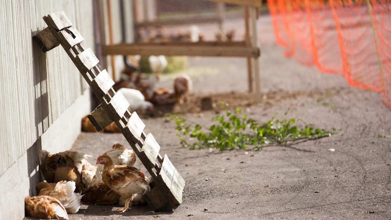 Ulkoilevia kanoja. Kuvan kanat eivät liity uutiseen.