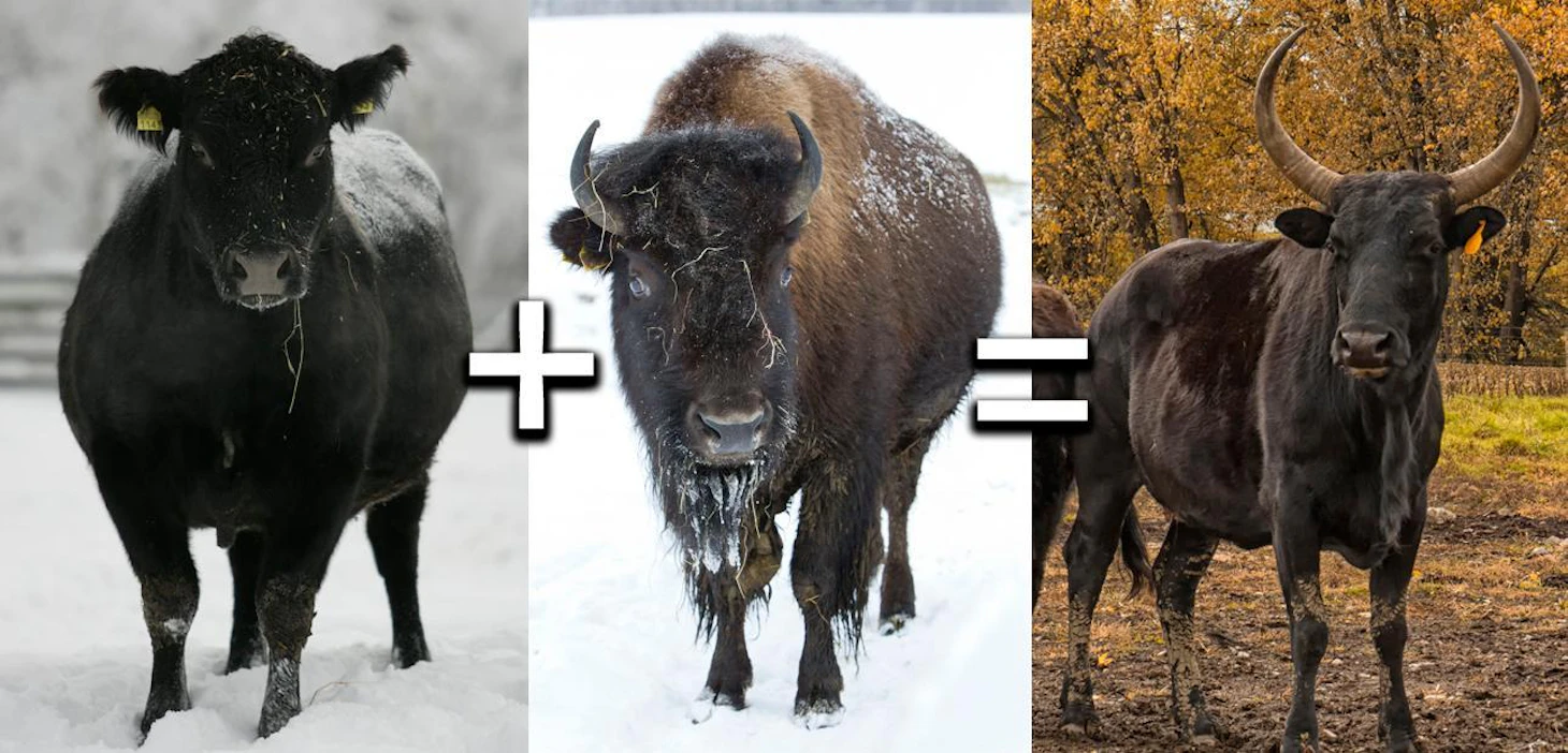 Kattaloni on liharotuisen lehmän ja biisoniuroksen risteymä. Kun biisonin osuus perimässä pienenee, eläimistä tulee beefaloita. Aihekuvitus.