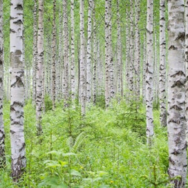Rauduskoivusta saadaan tutkijan mukaan hyvällä kasvupaikalla tukkia jo 40 vuodessa – ja varhemminkin. Kuvan metsä sijaitsee Leivonmäellä Joutsassa.